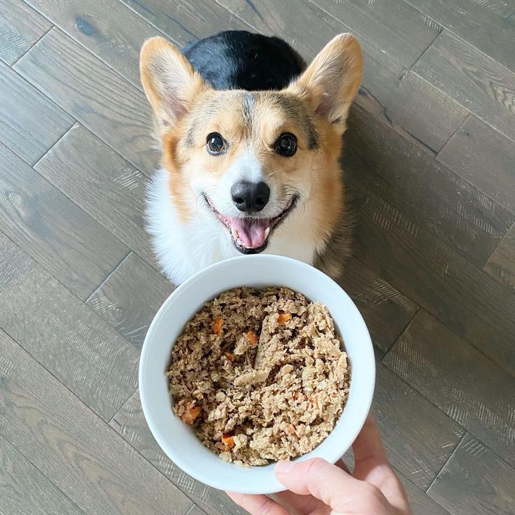 petplate fresh dog food delivery